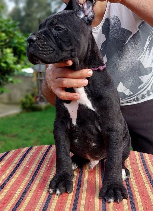 Fêmea Cane Corso Italiano