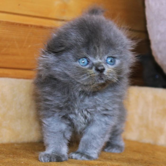 Хлопчики та дівчатка фолдики