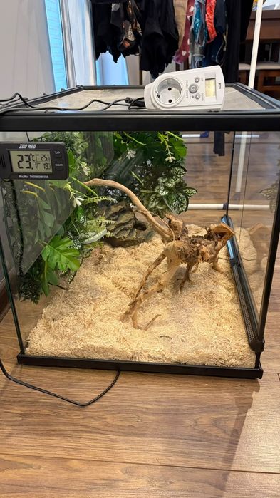 Terrarium terratlantis