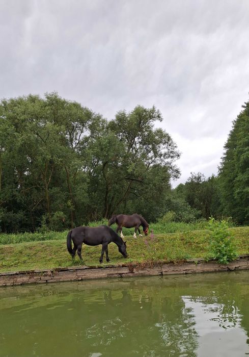 Klacz huculska do rekreacji