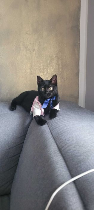 Roczna kotka szuka domu zastępczego