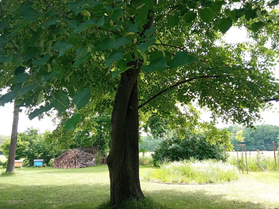 Piękna działka siedliskowa