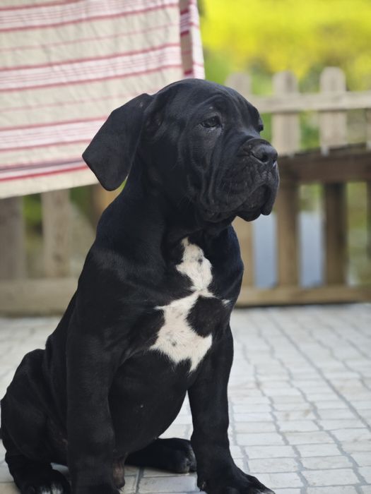 Cane corso italiano - Cachorro preto