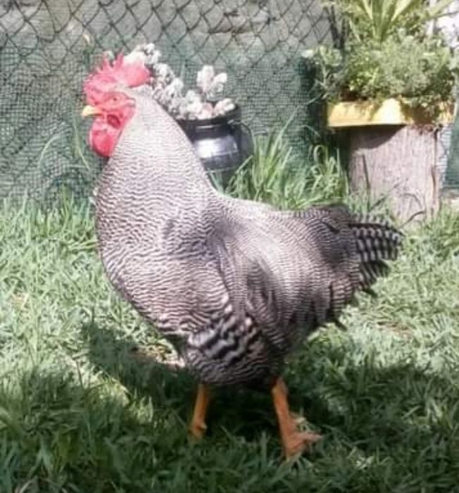 Ovos de Raças Maran, Plymound Rock Barrada e...