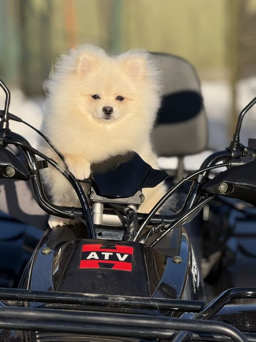 Хлопчик померанського шпіца