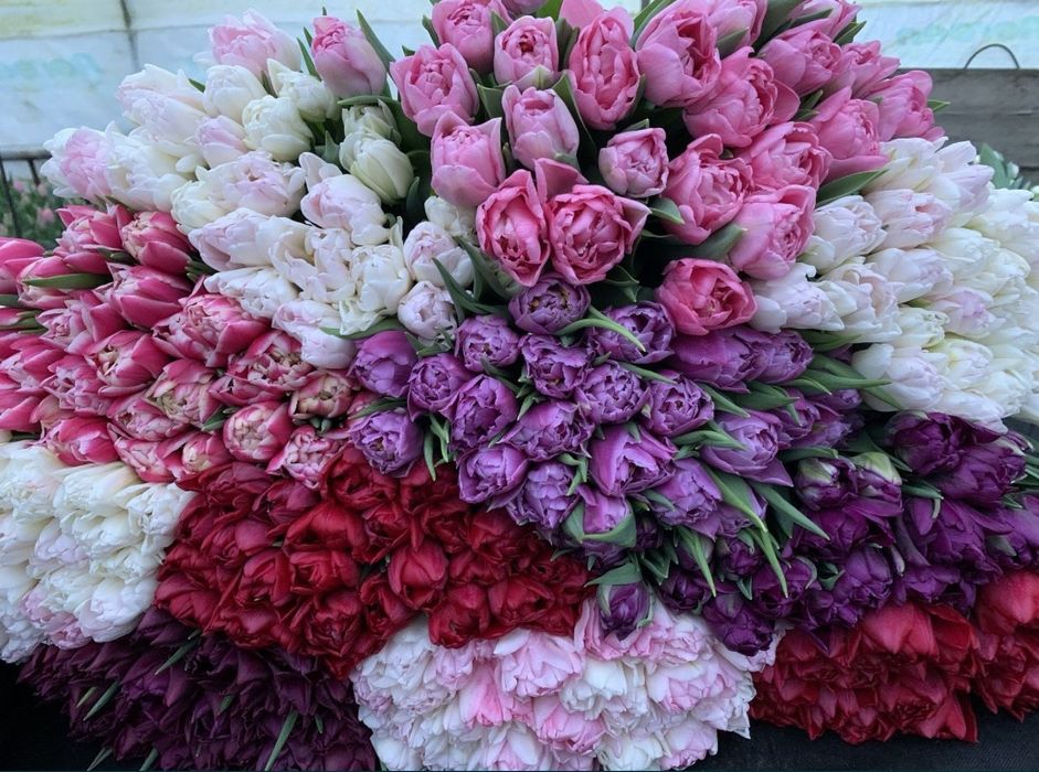 Цибулини тюльпанів на кг