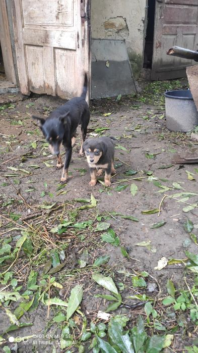 Щенятка 1 ,5 місяця