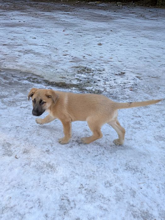 Pieski do oddania za darmo