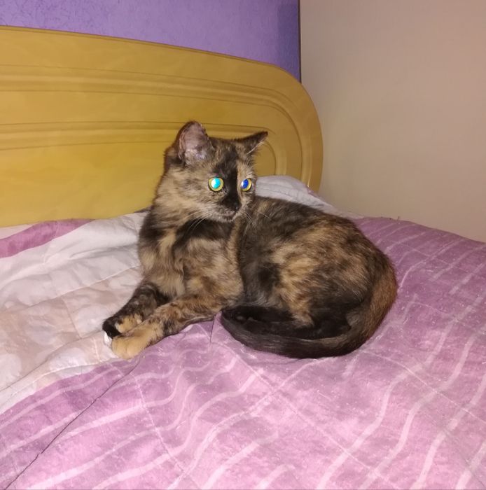 Кiшечка в добрi руки