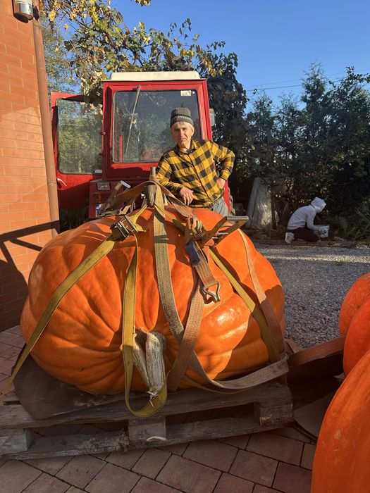 Nasiono Atlantic Giant 490kg dynia olbrzymia