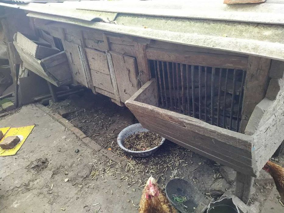 Великі клітки для Кролів