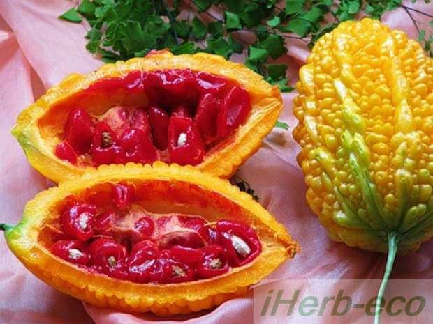 Момордика  лечебная