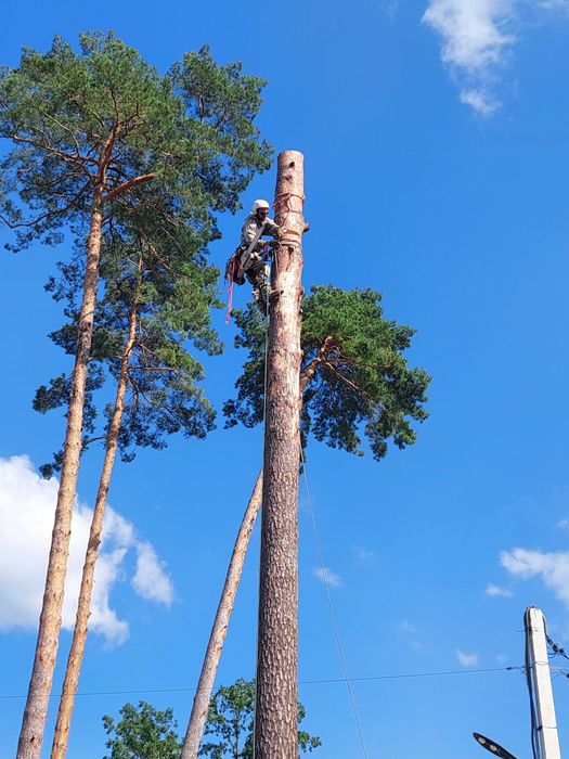 Обрізка складних,важкодоступних дерев Львів та область
