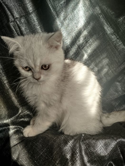 Кошенята британської сріблястої шиншили