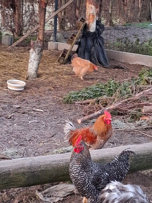 Koguty kogutki mlode