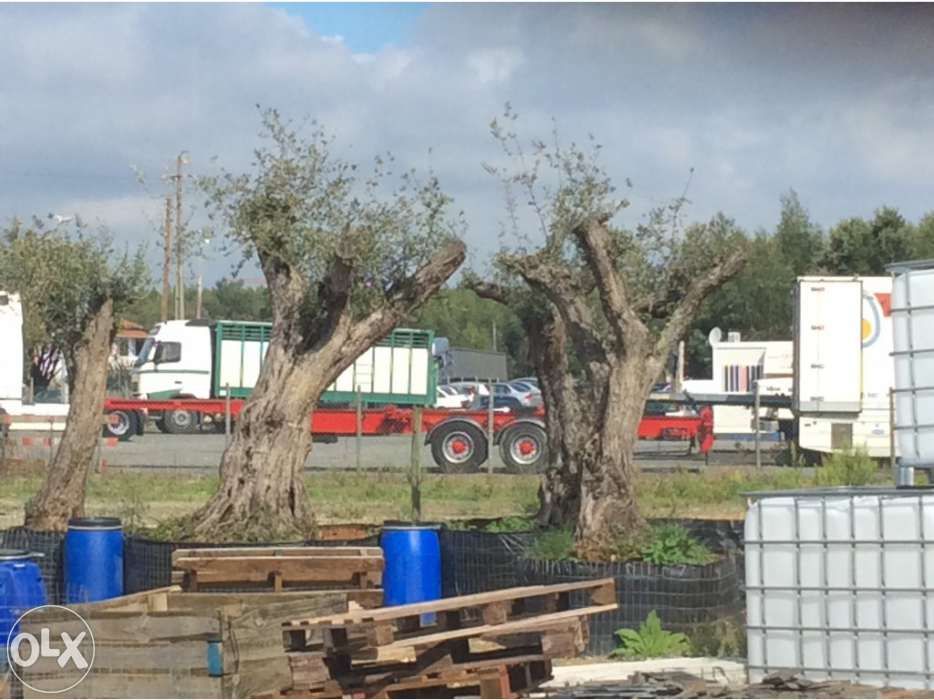 Oliveiras vaso pequenas