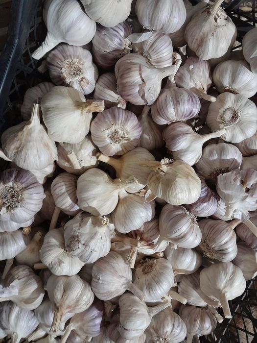 Czosnek, paczka 5 kg, polski