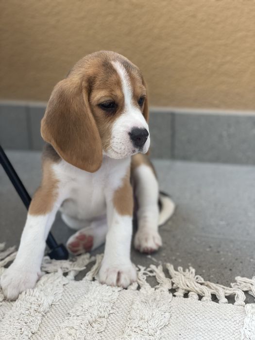 Szczeniczki beagle, FCI!