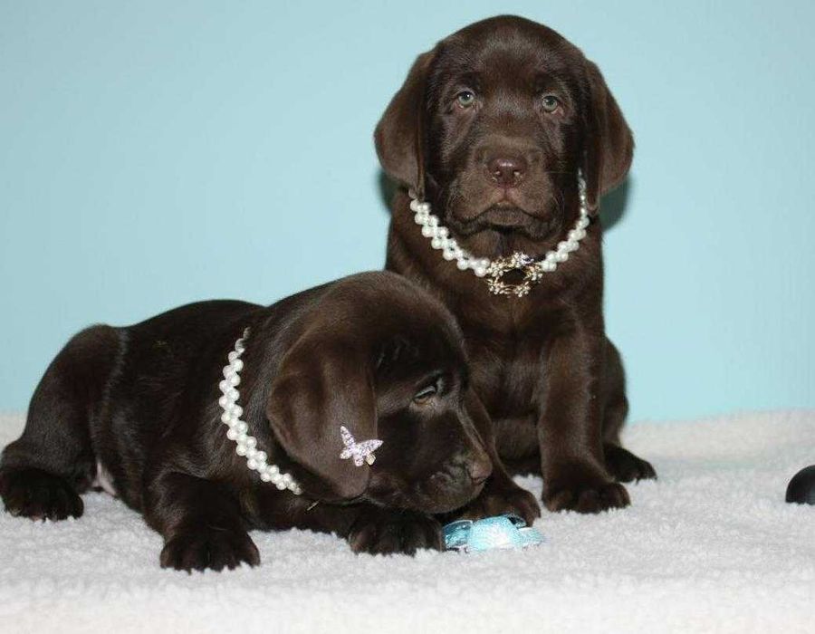 Шоколадки з документами КСУ-FCI