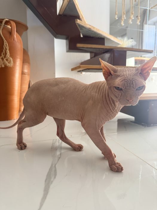 Gato Sphynx macho raça pura disponível para acasalamento