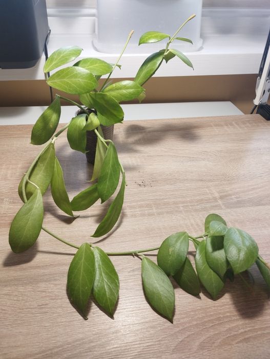 Продам сукулент Hoya obscura