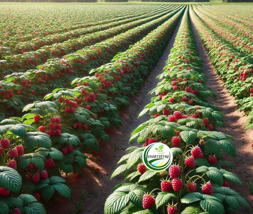 Саджанці малини  raspberry tree (ремонтантна) малина червона