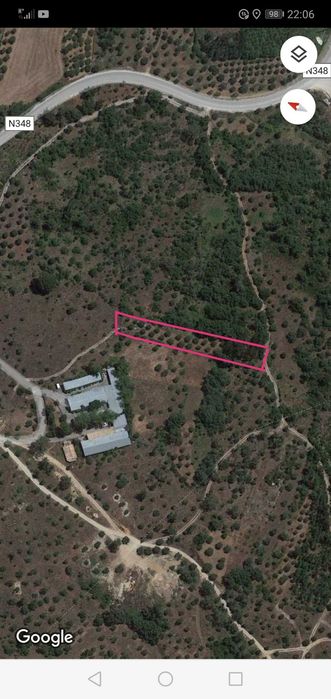 Terreno rústico com olival e pinhal