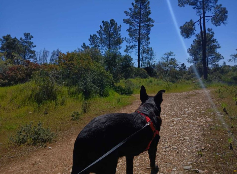 Walk & Woof - Dog walking/Pet sitting