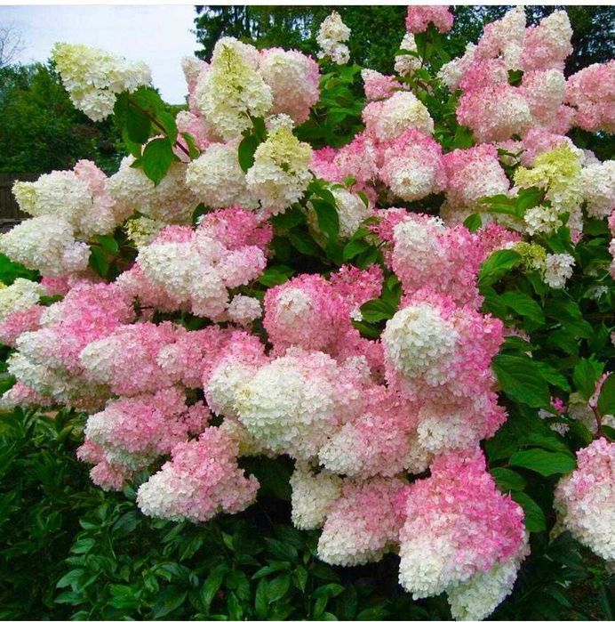 Саджанці гортензії (Роздріб, Опт, Дроп)/ Саженцы гортензии ЗКС