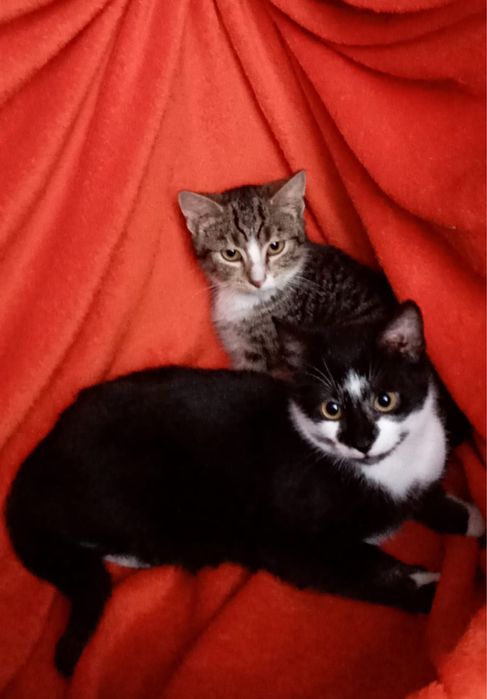 Słodziaki szukają domków