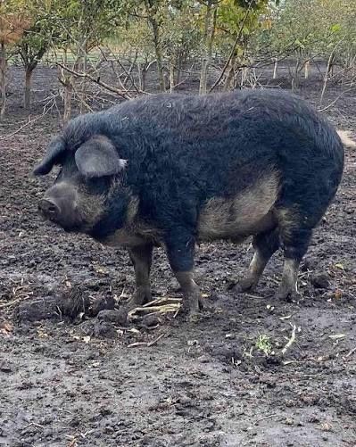 ‼️Сало,Смалець Мангалиці Свіжина ‼️