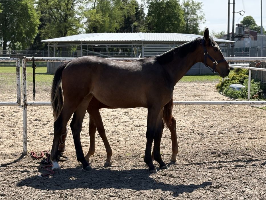 Na sprzedaż roczna klacz sp po ogierze Sandeman KWPN