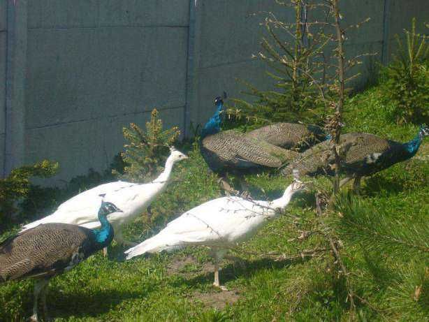 Pawie białe samica/samiec