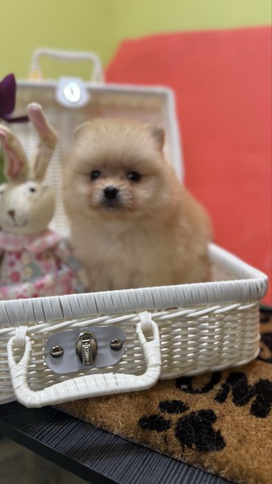 Дівчинка кроха шпиць