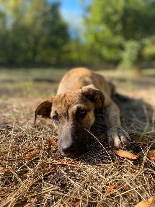 Цуцики(цуценята, щенки) шукають дім, вік 5міс