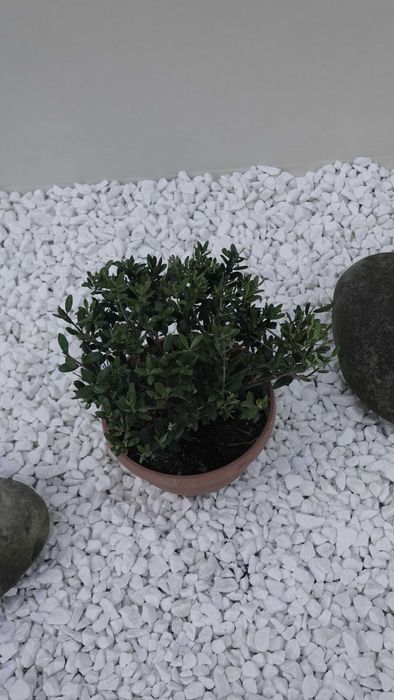 Олива європейська кущова бонсай bonsai Bush B20-25 Olea europaea Іспанія