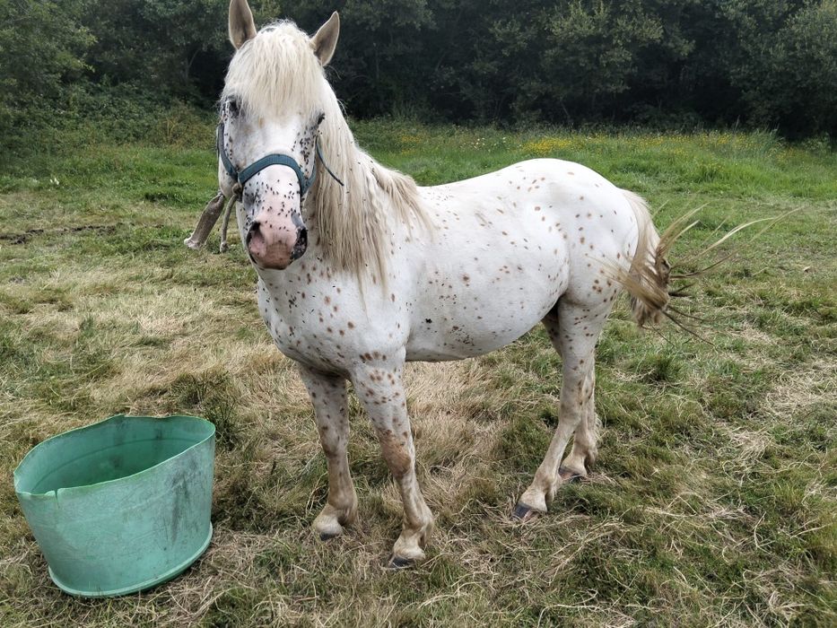 Cavalo apaluso meigo