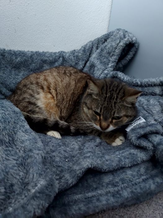 Gatinha meiguinha para adoção