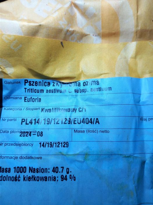 Pszenica euforia
