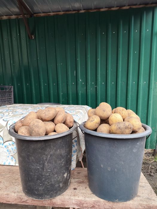 Продам картоплю Сумська область Романський район  Комишанк. 0509753424