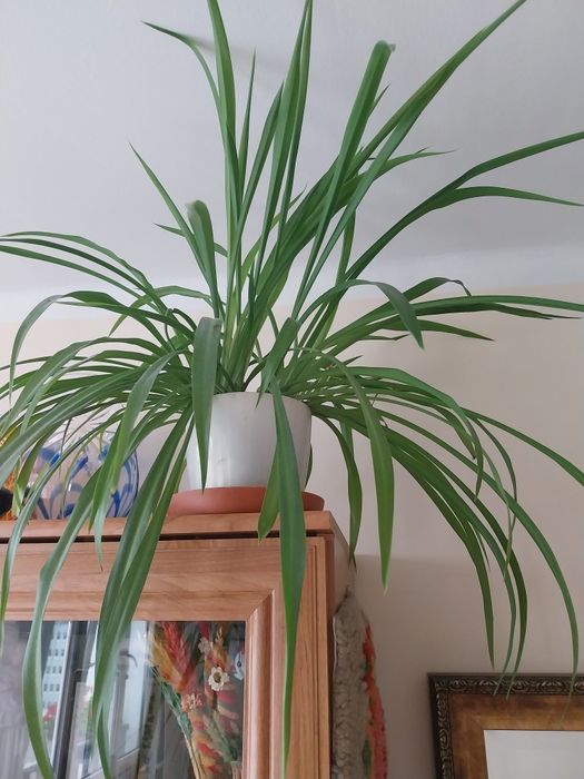 Wielka kwitnaca zielistka geranium  piekny pieniażeki bluszcz .