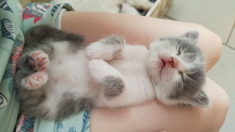 Кошенята в добрі руки