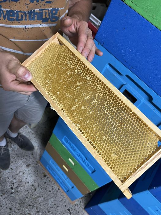 Susz pszczeli, ramka pszczela, półnadstawkowa wielkopolska