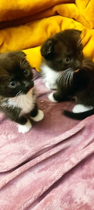 Продам кошенят висловухих