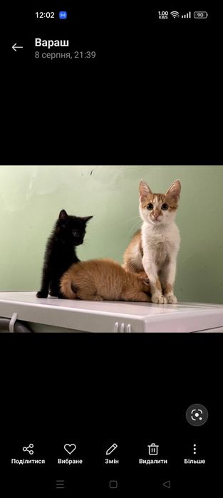 Маленькі кошенята в руки