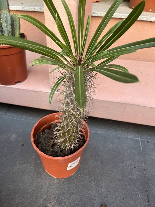 Palmeira de Madagascar Pachypodium Lamerei