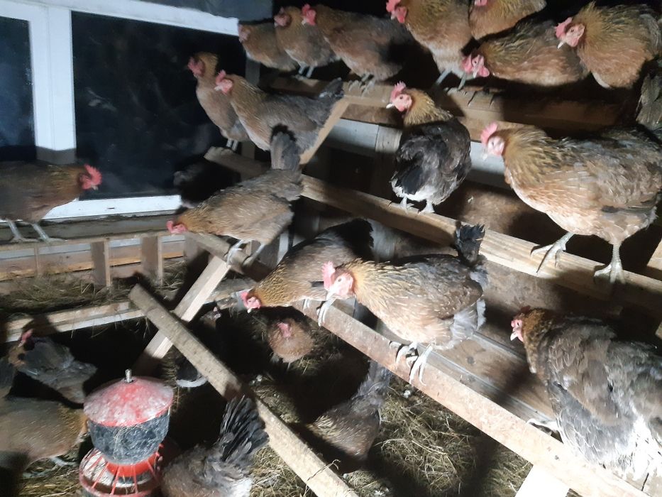 Sprzedam młode kury zielononóżki