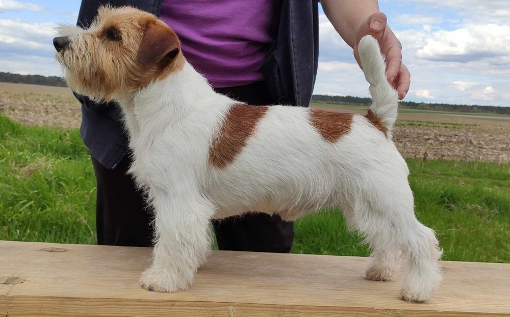 Хлопчик ДРТ для в'язки