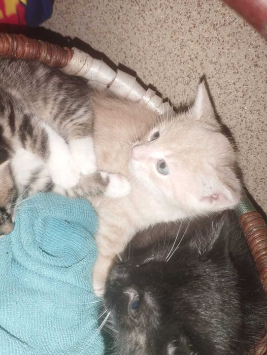 Oddam kotka do adopcji, tylko odpowiedzialni właściciele