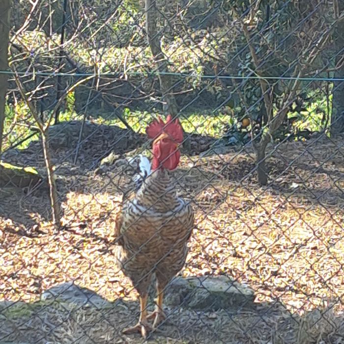 Ovos Caseiros de Galinhas Criadas ao Ar Livre